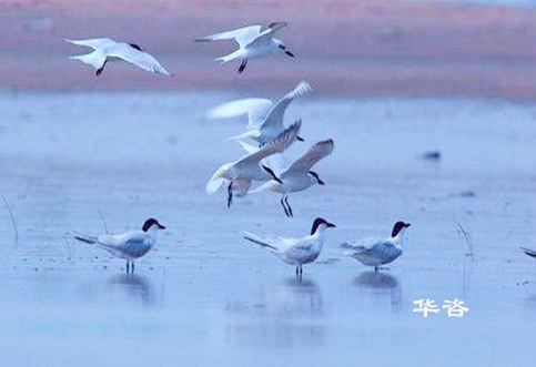 某區(qū)域山水林田湖草生態(tài)保護修復工程區(qū)生物多樣性調(diào)查方案案例闡述